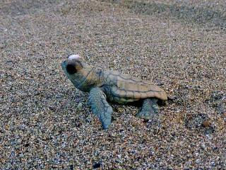 Bébé Tortue
