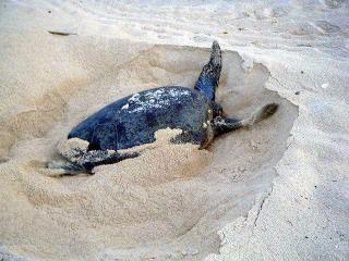 Tortue