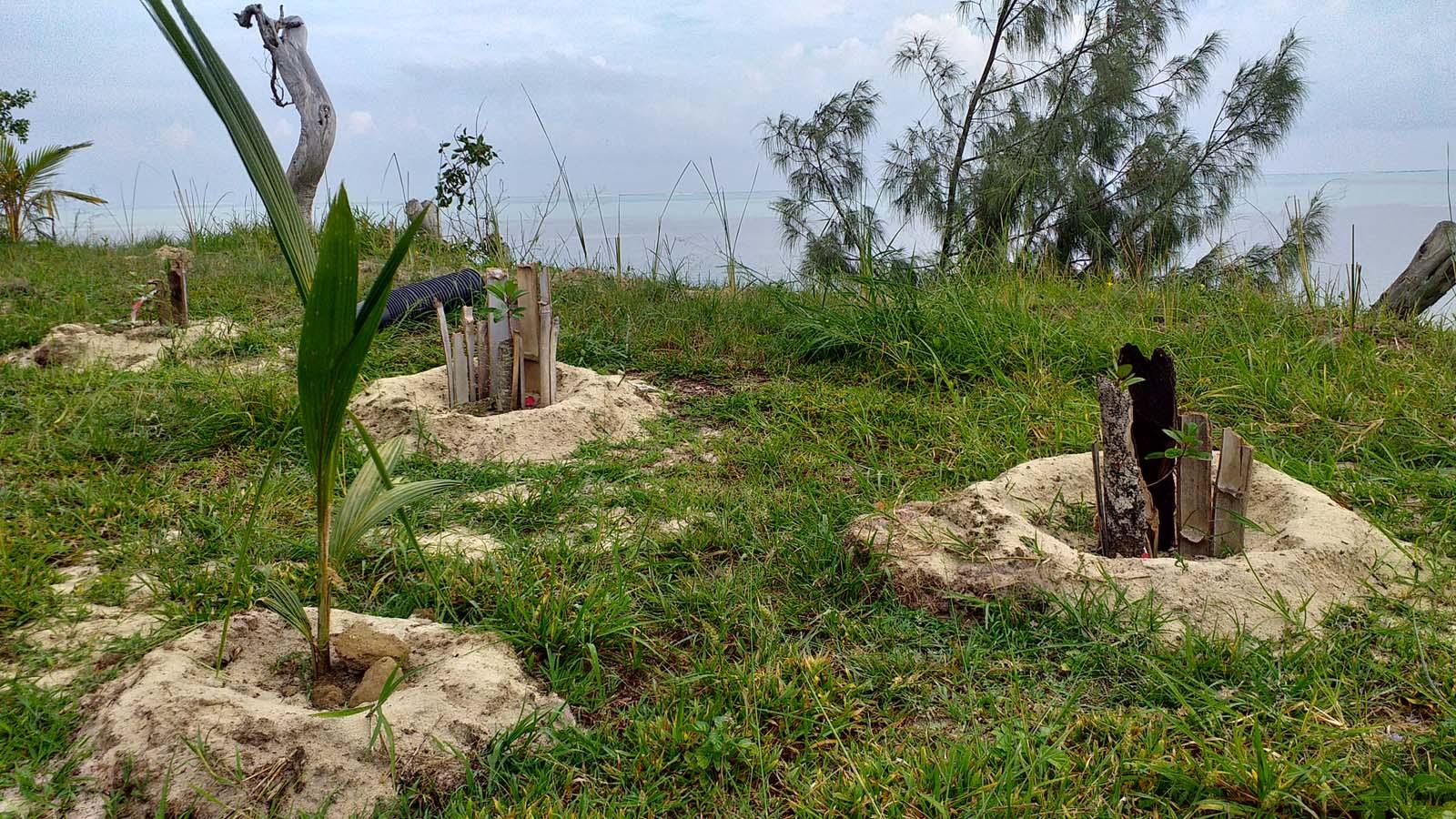 Plantation Poé