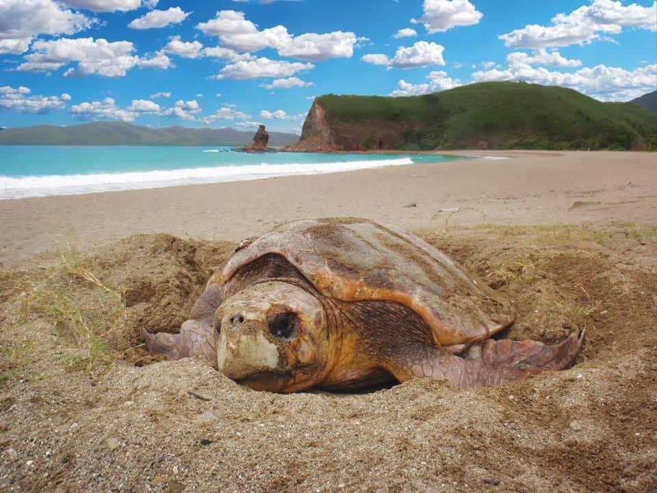 Tortue Bwara