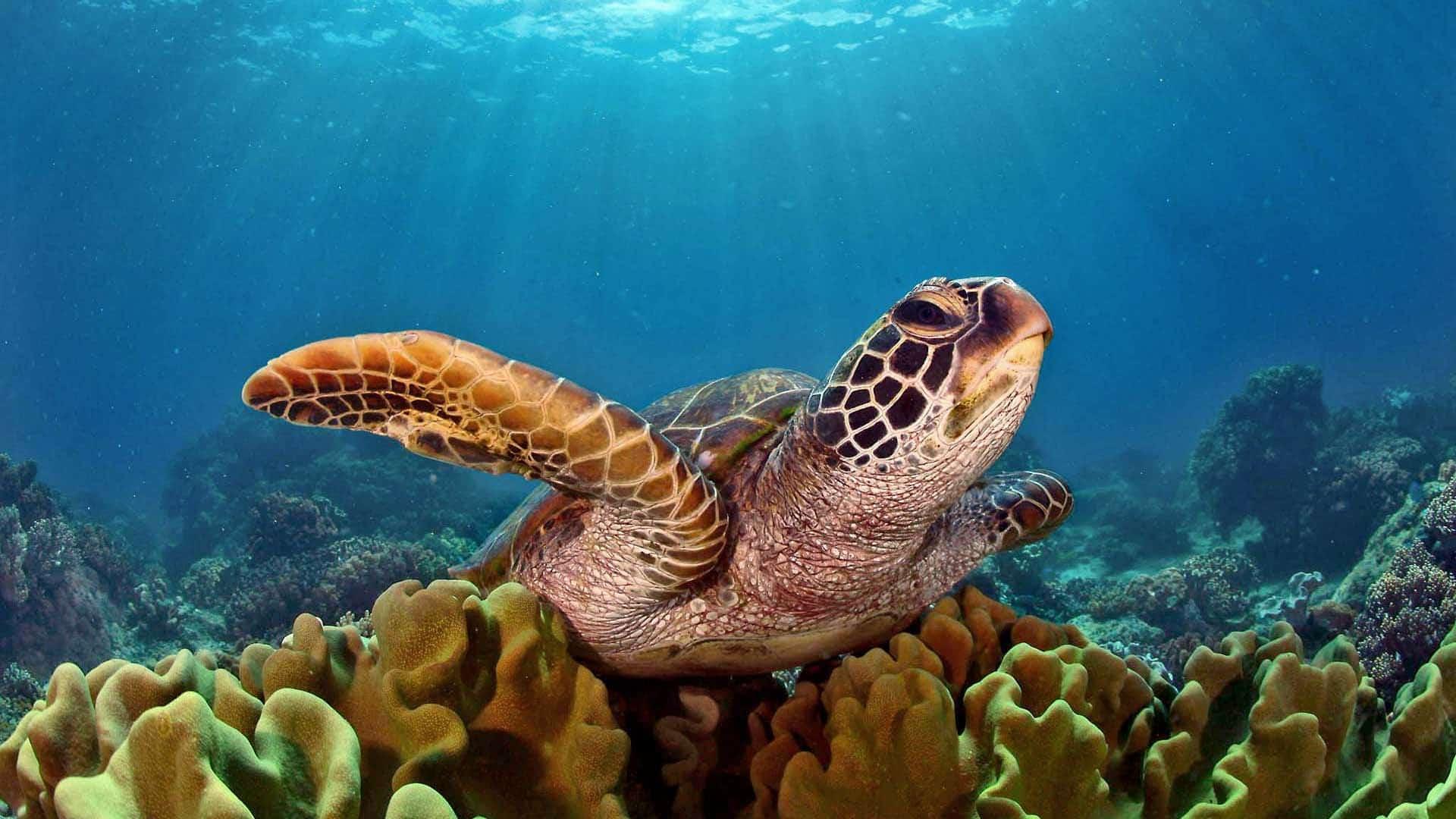 tortue